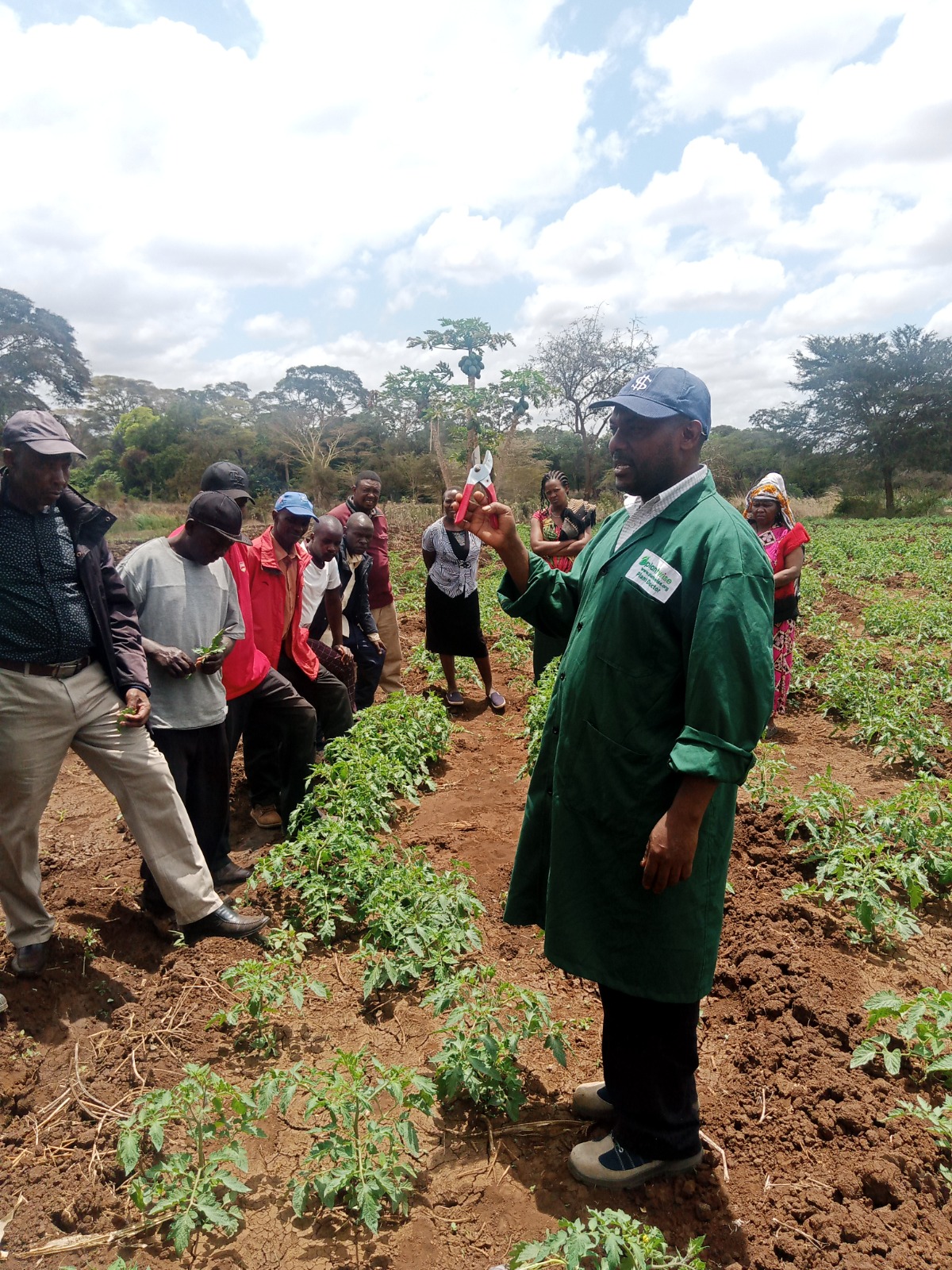 Plant doctor demonstrating pruning in a tomato field